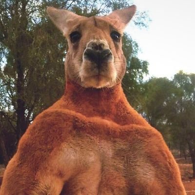 Just a friendly Kangaroo thats Crazy about Cryptocurrency and Pizza🍕