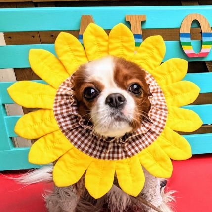 シェリ (@cherie_xy) / Posts / X