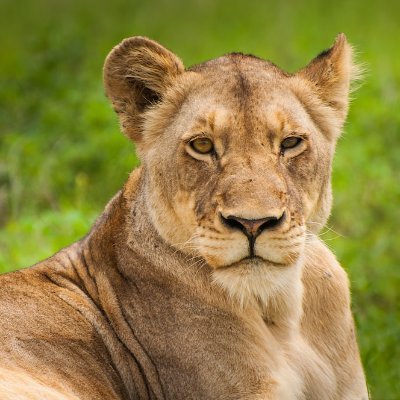 singappenney's profile picture. 