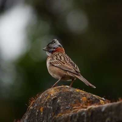 SelvaAbi6's profile picture. 🔥Selva😎
👊Ex-St.Josephian👊
🏛️Ex-Crescentian 🏛️
💪Ex-Rotaractor💪
🎓Engineering Student🎓
💝Thalapathian😍
🏏MSDian😍