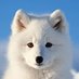 Pepe Lobo (@pepe_loboblanco) Twitter profile photo Pepe Lobo (@pepe_loboblanco) Twitter profile photo