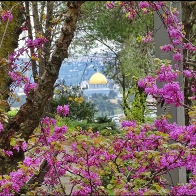 MutasemImran's profile picture. Assistant Director. Senior physiotherapist.