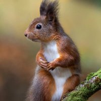 Ratatosk 🇺🇦🇮🇱 (@redratatosk) 's Twitter Profile