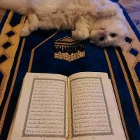 bushra Ismail (@bushra_ismail_1) 's Twitter Profile