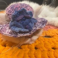 allcolorsofNova (@allcolorsofnova) 's Twitter Profile
