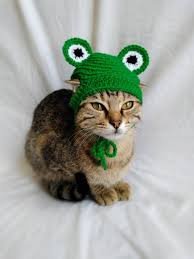 cat and a frog