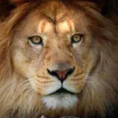 A Grateful Soul - Refusing Sleep ❤️Israel❤️ Rambo/Workout Guru 💯Patriot/🇺🇸MAGA🇺🇸KAG🇺🇸/🐘CONSTITUTIONALIST/Spirited Empath/Pls. No mssg⚠️ will not respond