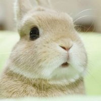 The Artful Bunny(@artfulbunny) 's Twitter Profile Photo