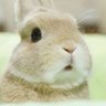 artfulbunny's profile picture. I’m not really a bunny. he/him.