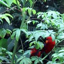 clara cheng - @clarawwcheng - Twitter