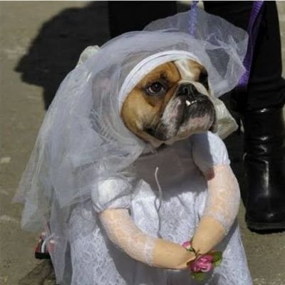 noivaanonima's profile picture. 