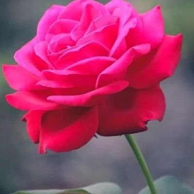 TruthSerum_Now's profile picture. Conservative.  Let's have fun intelligently and use common sense.