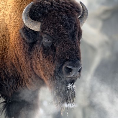 Buffalo14921555 Profile Picture