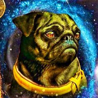 Doge Whisperer 🐕(@TDogewhisperer) 's Twitter Profile Photo