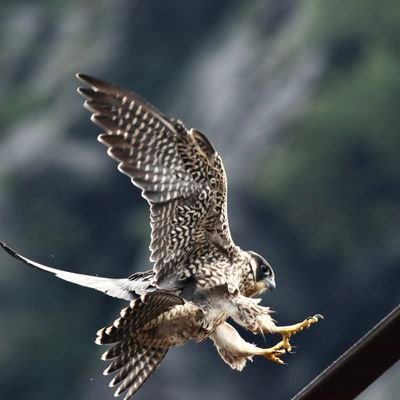 0x552D532D41's profile picture. Montani Semper Liberi 🧭 #Patriot 🇺🇲 #IFBAP 💯 #DoNotComply ⛔ #2A 🔫 #1A 📜