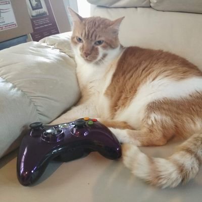 thelibertykitty Profile Picture