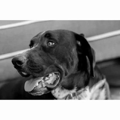 MJCaraccioli's profile picture. Psicóloga, Mujer, madre de un humano y tres perrunos (uno en el cielo 💚). Intolerante frente a la injusticia y la tontera.