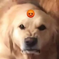 U^ェ^U (@jittery_ghost) 's Twitter Profile