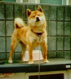 yoshitsuyoshi's profile picture. 学生/哲学・思想かじる程度に/英語劇/音響/インターネット/Mac/iPhone/Podcast/ビール/落語/ラジオ/伊集院光/爆笑問題/Life/ギター/エレカシ/野狐禅