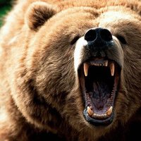 🐻 (@grizzxbets) 's Twitter Profile