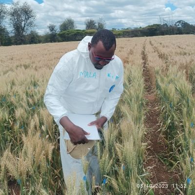 Research Scientist at Lake Chad Research Institute Maiduguri (FMAFS). Wheat Breeder. #FoodSecurity #GREATAgriculture #BarleyResearch #WheatResearch