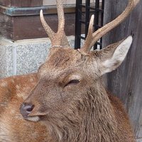 ケンケン (@ken_ken_077777) 's Twitter Profile