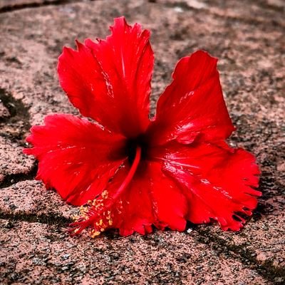 Nací Sandinista. Moriré Sandinista.
Amo el amor. La Libertad. Ama. Ríe. Sueña ✨🙃🍉 Poesía, fotografía, y revolución ❤️🖤🇳🇮🫶🏽