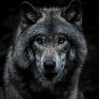 Lonely Wolf(@lonelywolf1313) 's Twitter Profile Photo