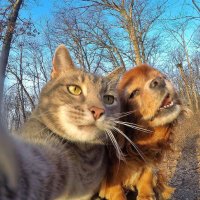 Cat&Dog funny moment(@catdogmoment) 's Twitter Profile Photo