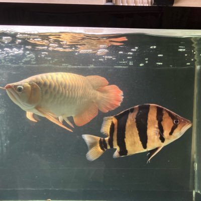 1800水槽にてアロワナ×2、ダトニオ、エンドリ×2、デルヘッジ×2、コンギクス×2を飼育してます。よろしくお願いします🤲 Instagram(dato.628)へのアクセスもお願いします🙇♂️