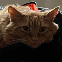 MTRNHarr (@mt1harr) 's Twitter Profile Photo MTRNHarr (@mt1harr) 's Twitter Profile Photo