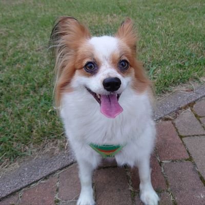 emu420ACGy1OtHD's profile picture. パピヨンの娘は現在7才。
ママをワンコだと思っているか、自分を人間だと思っているかも🤣とっても人懐っこくて甘えん坊🐶

ママはガーデニングとゴルフと🍺が大好き😃💕
何でも数多く集めてしまう問題有りのコレクターです。