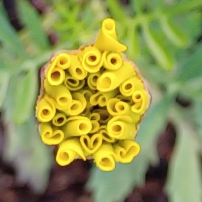 FishhoekA's profile picture. 潮かおる山の上の菜園で、野菜🌽や果樹🥝お花🌷と暮らしてます。お花の苗を無人販売しています。咲くずっと前に買って、成長をたのしむのがおすすめです。珍しい花のタネも遠くから取り寄せて育てて苗にしてたりします。😀