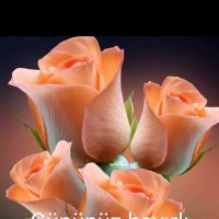 Abdurrahman SEKER (@abd_seker12) 's Twitter Profile