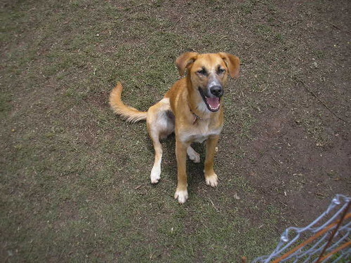 Perro de taller.