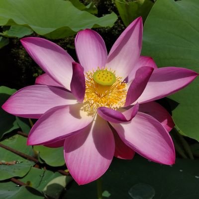 ZKbEGQUDvx3572's profile picture. 