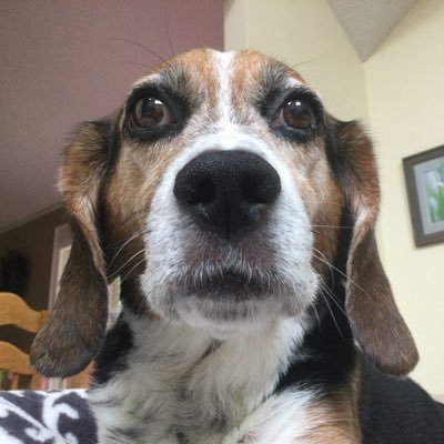 PDBayer's profile picture. 