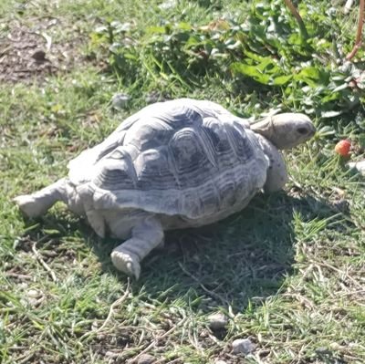 動植物主にカメ&カニが好きです。飼育や繁殖は現地の人とかその国に旅行に行った事ある人とかに地域の気候とか情勢とか生息地を聞いて参考にして探り探りやってます。後はハッと思いついた飼い方等…勢いで突き進み何かと失敗したり怪我したりするのでそこから学ぶ事も多いです。完全趣味でやってるのでゆるく楽しく飼育が旨です。