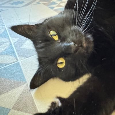 damkizzz's profile picture. Since 1985 🗼 CUP 🟥🟦