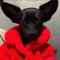 Corderosa Amada Kugla (@hausoferostribe) 's Twitter Profile