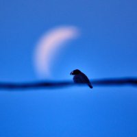 Moon_Sparrow (@mnsprw) 's Twitter Profile