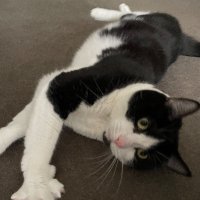 fedeficientchef (@fedeficientchef) 's Twitter Profile