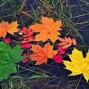 hanadosti's profile picture. معمار