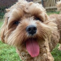 Lisa Langford (@ljmlangford) 's Twitter Profile