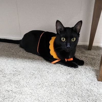 twinkle__13's profile picture. 🏖→🍊→🐙