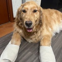 ユウしゅけ (@syukeke59) Twitter profile photo