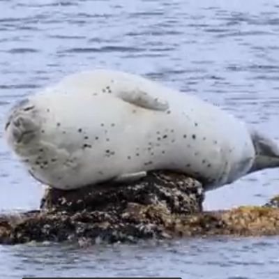 ONCE_nirakun's profile picture. Fortnite/Rocket League/xbox player/ TWICE fan booooy/SANA リムられたらリムっちゃうぞ🐵