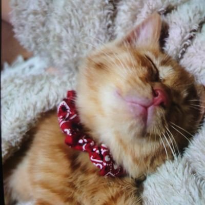 hnAApCBeD2pGwda's profile picture. 猫(ΦωΦ)好きおばちゃんです。Twitter使い方わからない😅不定期でふわっち配信