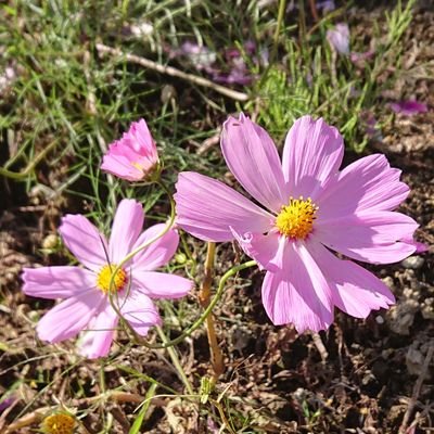 生きててえらい🐥🐥🐥

フォロバ不要
