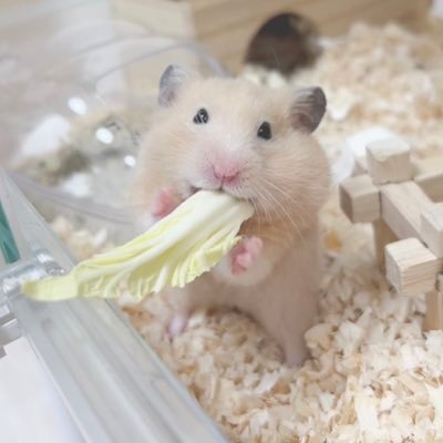 hamu_860's profile picture. ハムスターとインコが大好き🐹🦜可愛い我が子を見せつけたいだけのアカウントですが宜しくお願いします🙇🏻‍♀️💞